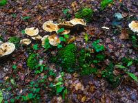 Pilzansammlung am Waldhang - Talgraben